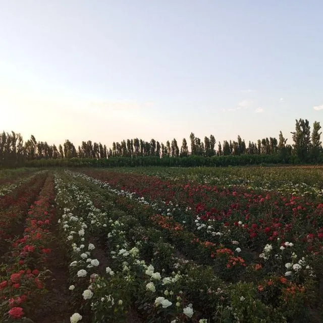 Atirgul kochatlari