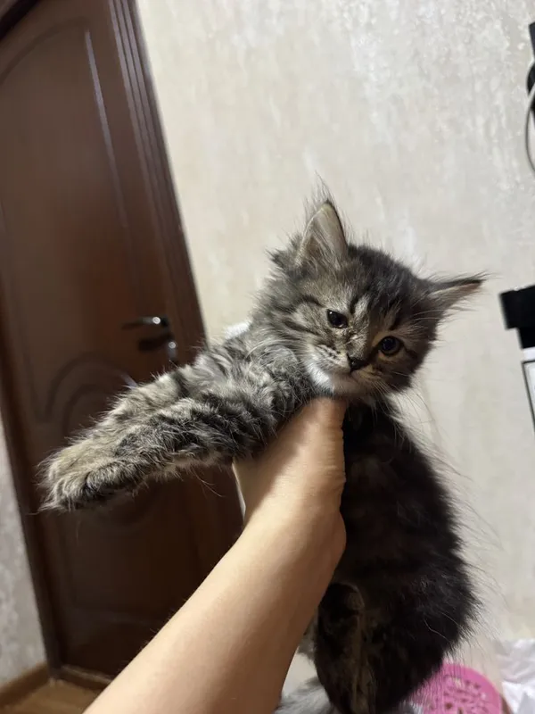 Котята в добрые руки — фото 1