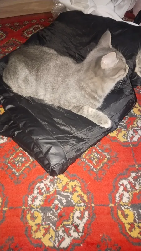 Котёнок 2