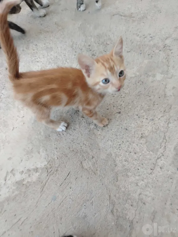 Mushuk bolasi 4 ta bepul 3 Mushuk bolasi 4 ta bepul 3
