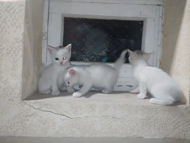 mushuchalar 3