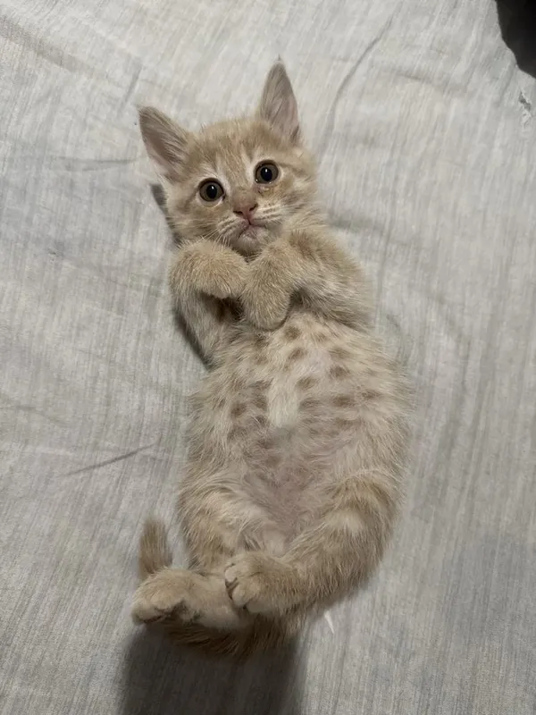 Отдам в добрые руки котенка