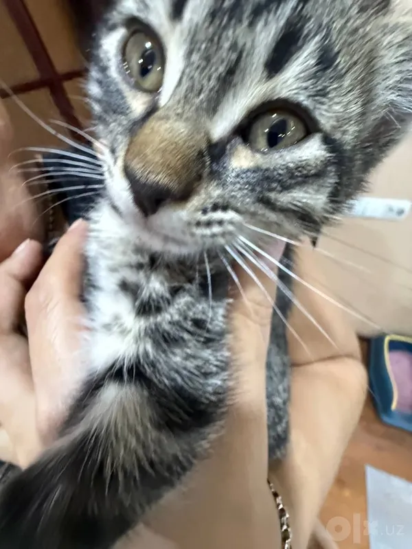 Отдам в добрые руки домашних котят 3 Отдам в добрые руки домашних котят 3