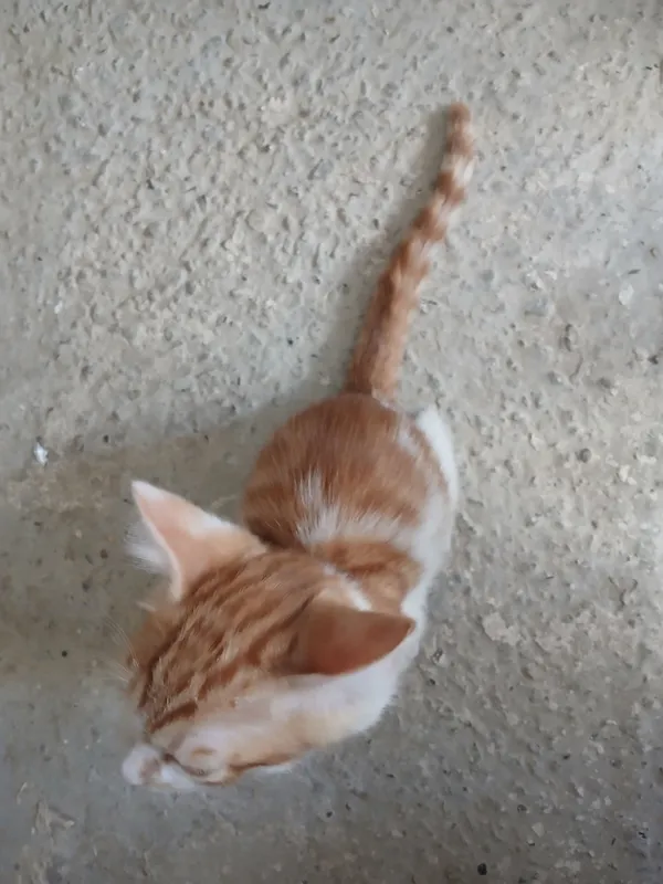 mushukcha 1