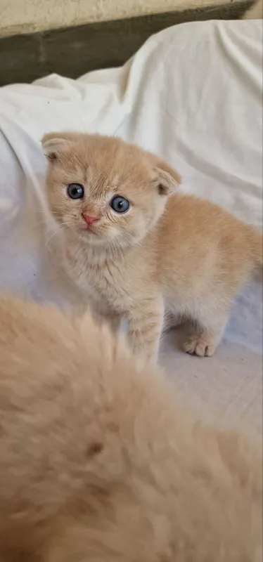 Котята шиншилла.