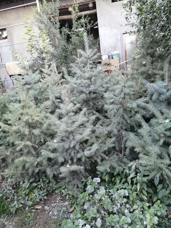 Арча, голубая ель 2 Арча, голубая ель 2