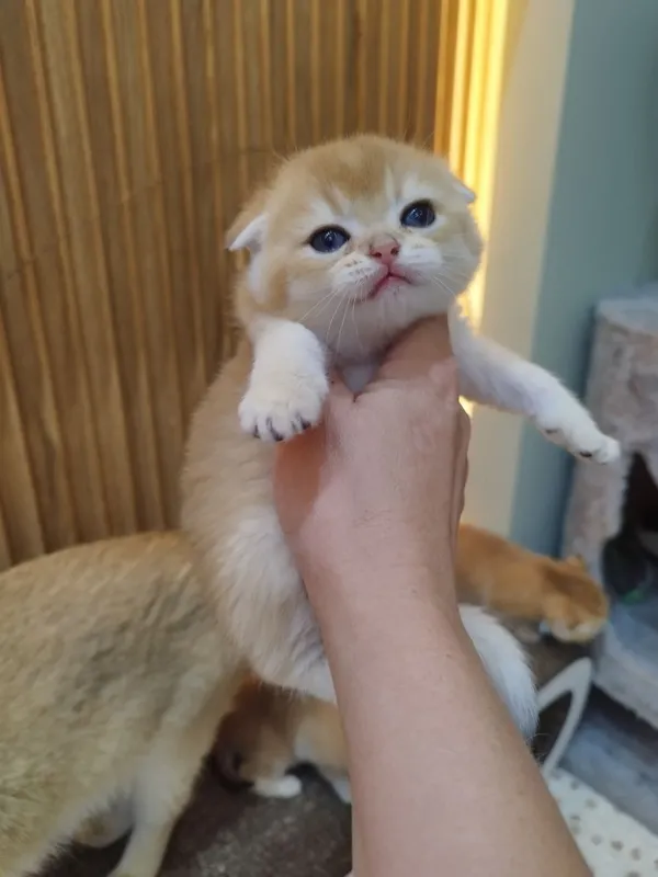 чистокровные котята от правильной вязки — фото 3