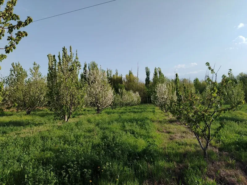 Ташморяда 60 стокли ер — фото 2