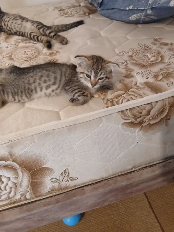 Отдаю в хорошие руки котят 4