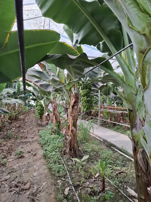 Banan kuchatlari niholi, Росток банана, Банан кучати нихоли 4 Banan kuchatlari niholi, Росток банана, Банан кучати нихоли 4