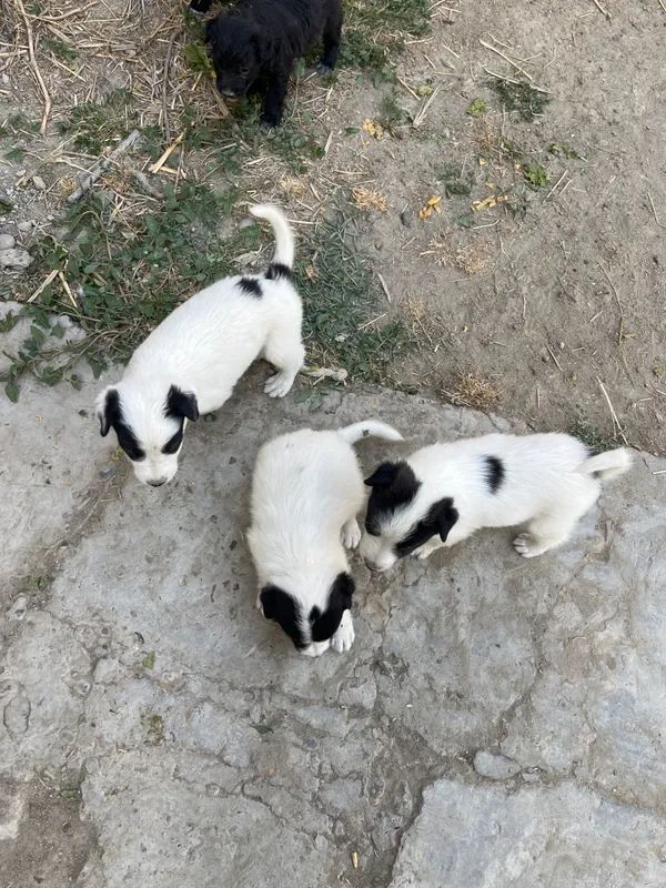 Собаки