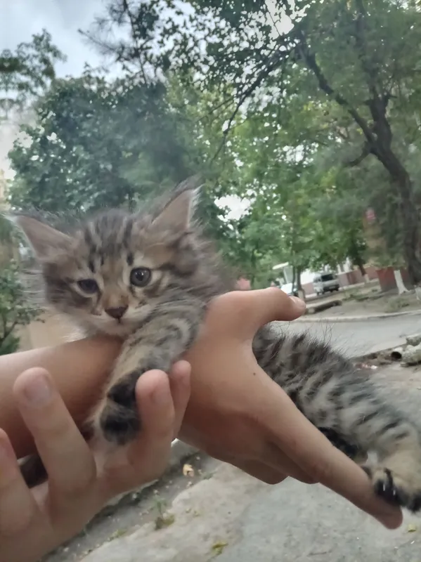котëнок 500 сум