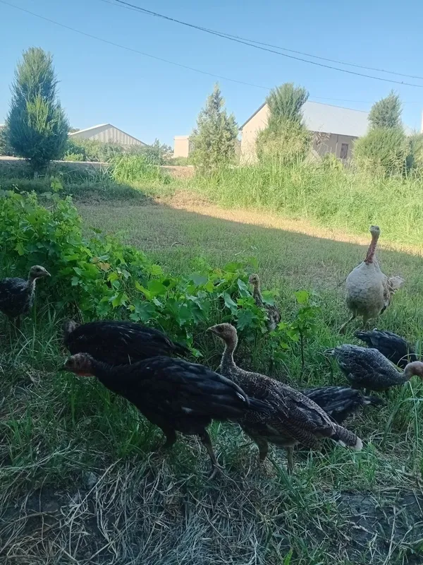 Juda bolasiga mexribon ona kurka bor. 8