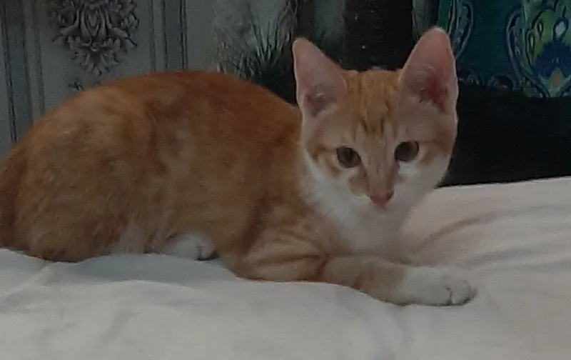 Милые, ласковые котятки — фото 1