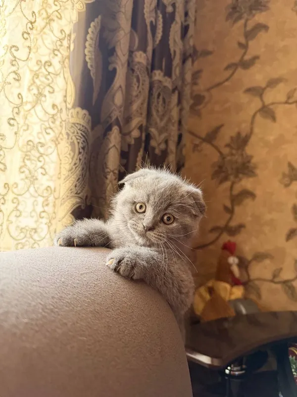 Порода:Скотиш Фолд. — фото 4