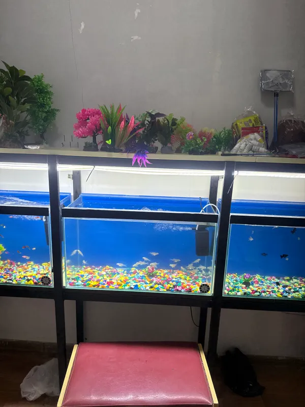 Baliqlar va akvarumlar suv filtrlar va baliq yem — фото 2