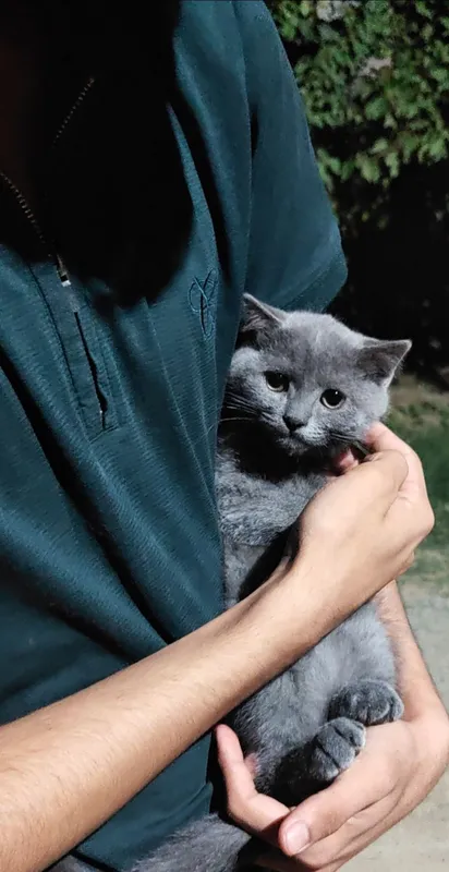 скотиш страйт киз бола 1