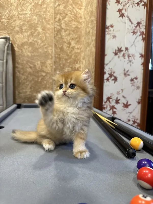 Продаются котята скотиш фолд — фото 3