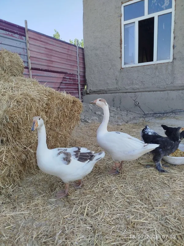 G'ozlar sotiladi 1 juft. 3 G'ozlar sotiladi 1 juft. 3