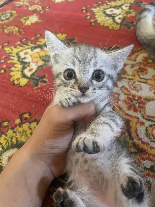 Mushuklar sotiladi 1 Mushuklar sotiladi 1