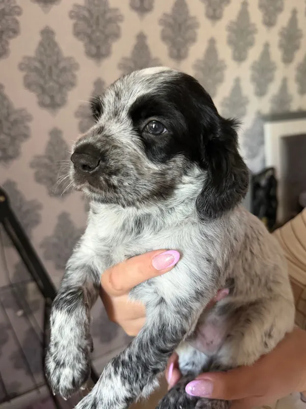 Спаниель Spaniel охотничий ovchi it Спаниель Spaniel охотничий ovchi it