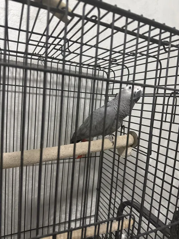 Jako (African Grey) papugay 4 Jako (African Grey) papugay 4