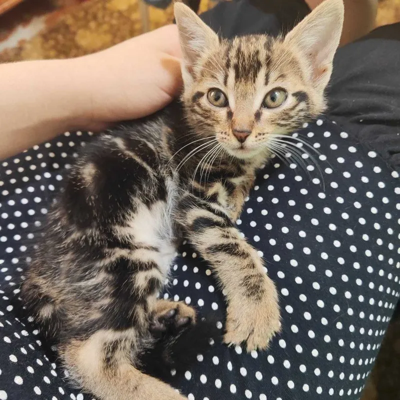 Котята мальчики в добрые руки 1 Котята мальчики в добрые руки 1