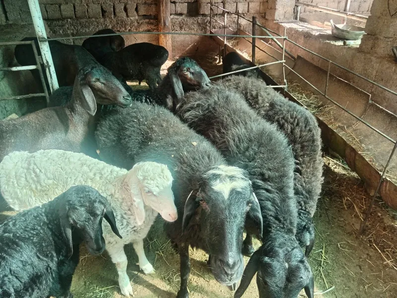 Qochqor qoy koy kochkor Aqiqa Qassob xizmati — фото 1