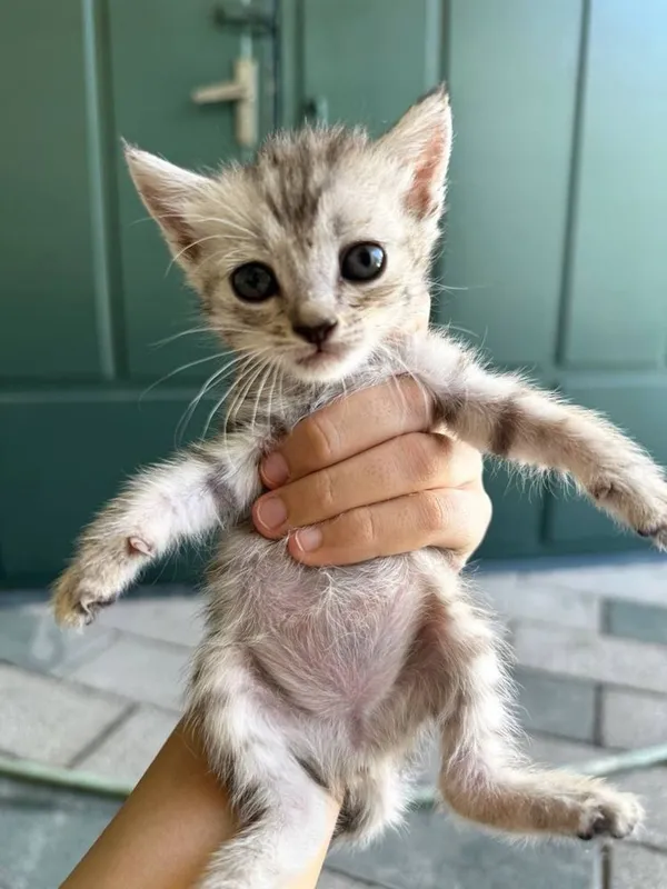 Котята на хорошие руки( хадияга мушук) 2 Котята на хорошие руки( хадияга мушук) 2