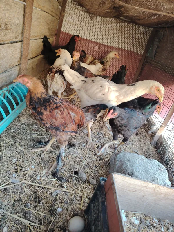 Дамашни жужа хорозчала 4 Дамашни жужа хорозчала 4