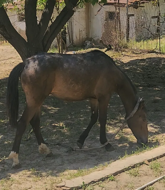 Toy sotiladi soglom buyi 1,40