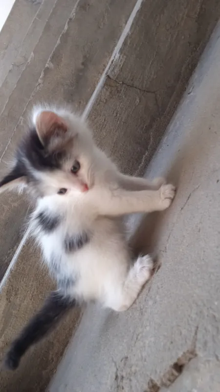 котята, — фото 1 котята, — фото 1