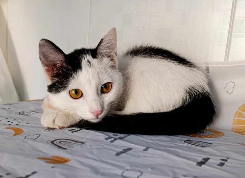 котенок даром котенок даром