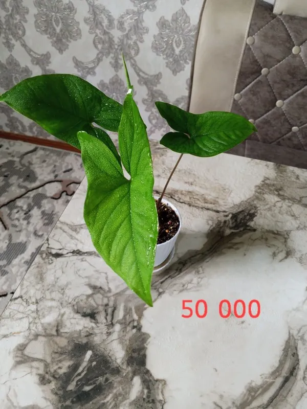 Продаются цветы комнатные. Продаются цветы комнатные.