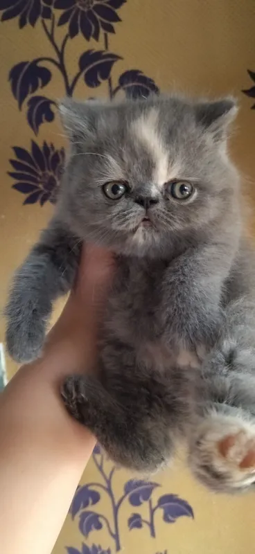 В продаже Экзоты котята — фото 1