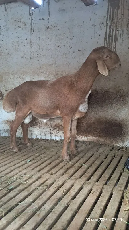Qo'chqor sotiladi. Qassob xizmati ichida — фото 1
