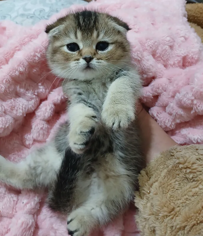 котята шиншилы продаю от правильной вязки
