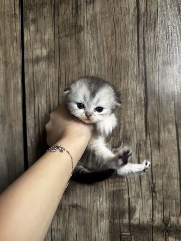 Котенок породы скотиш фолд, мальчик 1 Котенок породы скотиш фолд, мальчик 1