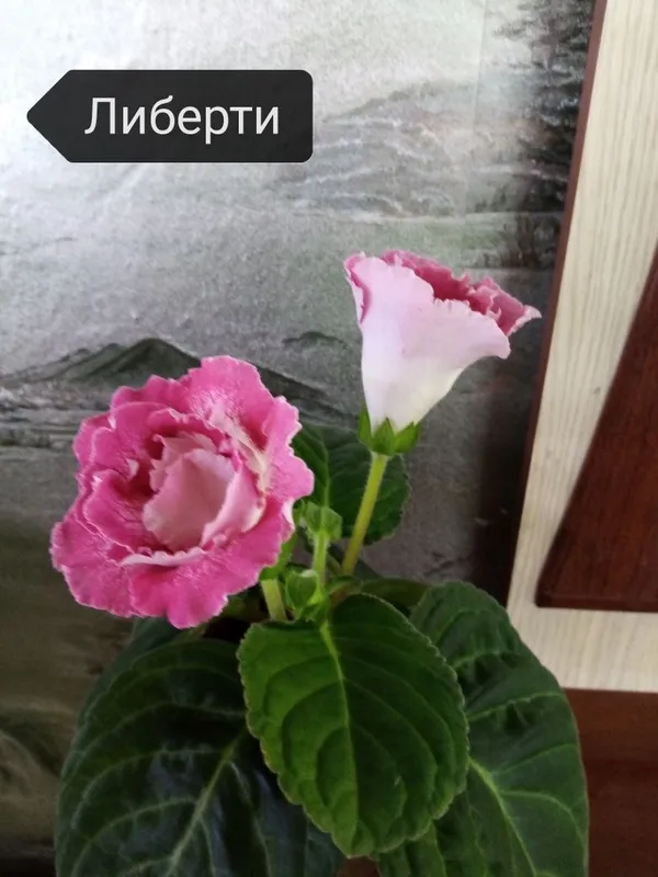 Продаются цветущие глоксинии — фото 3