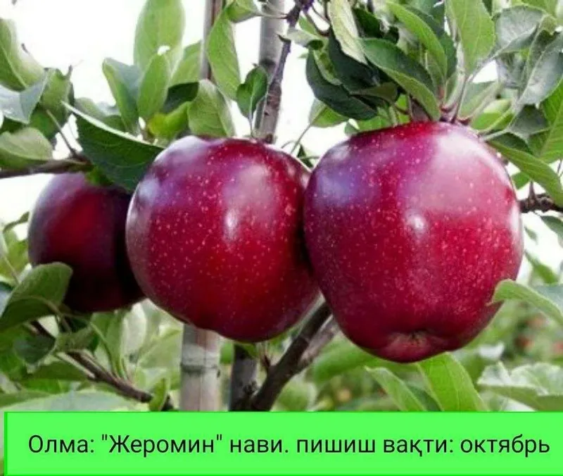 Олма кучатлар сотувда — фото 5