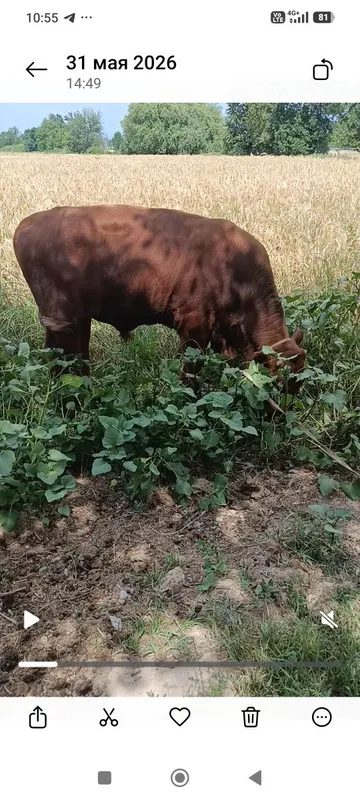 Бука сотилади 2 та хайри бор зотга — фото 1