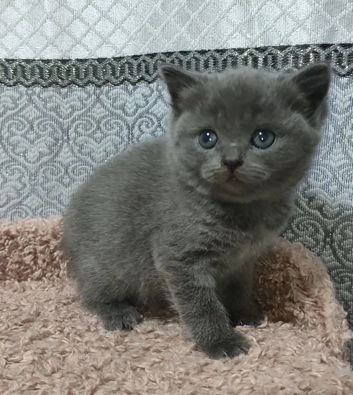 Продаются котята правильной вязки — фото 1