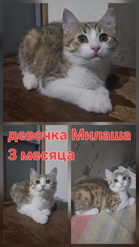 Пристраиваются котята в добрые и любящие руки. 3 Пристраиваются котята в добрые и любящие руки. 3
