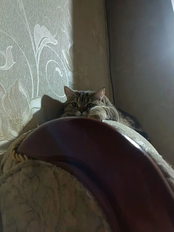 Ищем кошку для вязки. Британский короткошерстный кот. — фото 1