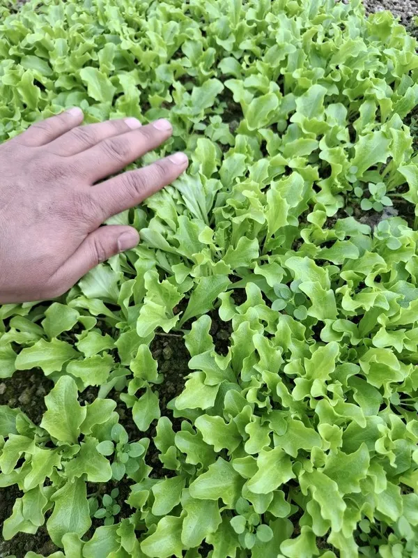 Salat barging kochat