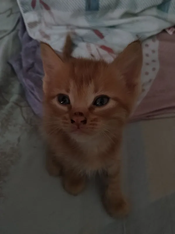 Коты: Тигр, Муиза, Барсик, Коравой. 3