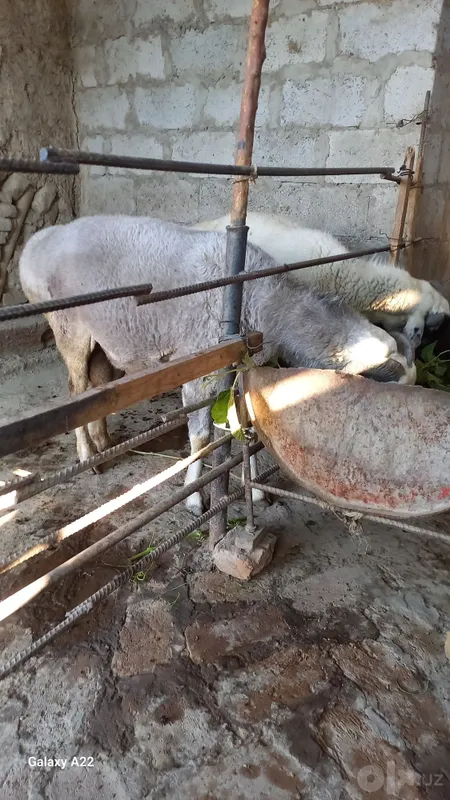Qo'chqorlarni zo'ri sotiladi 1 Qo'chqorlarni zo'ri sotiladi 1