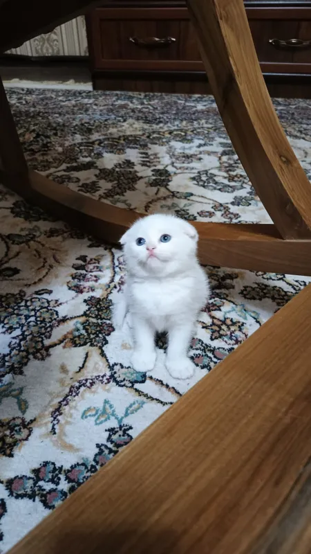 Котята фолды. Окрасы золото и серебро шиншиллы,белые и пепельный. — фото 1