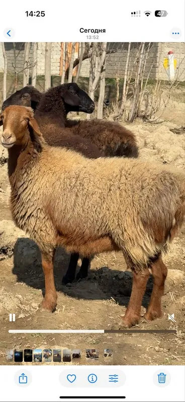 Bugoz soyluq sotiladi yosh sovluqlar — фото 1