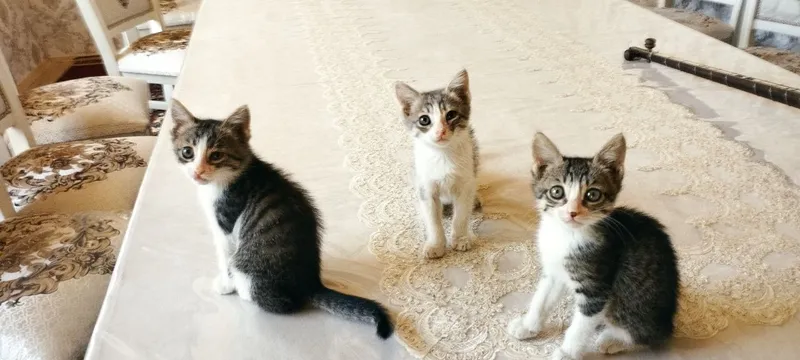 2oylik, Tabby mushuklari 2 2oylik, Tabby mushuklari 2
